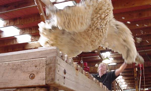 Somewhere there's a Nude Sheep.