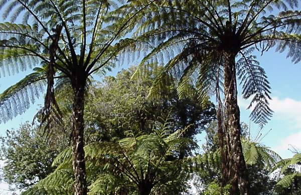 Very Common in the bush.