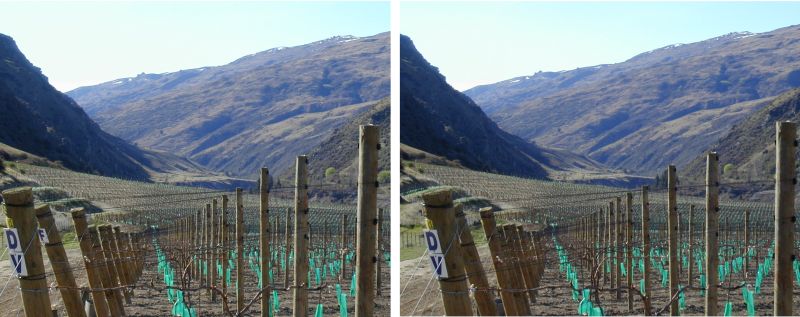 vineyard3d800.jpg